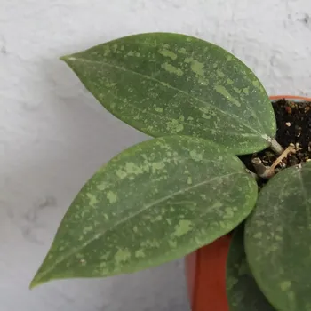 Sazenice Hoya Wibergiae baby