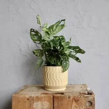 Sazenice Monstera Adansonii Monkey mask