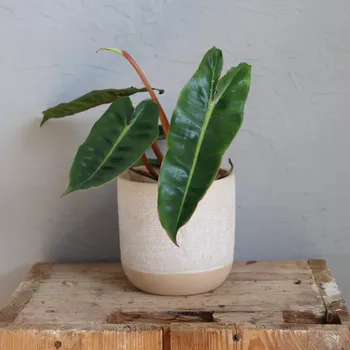 Sazenice Philodendron Billietiae