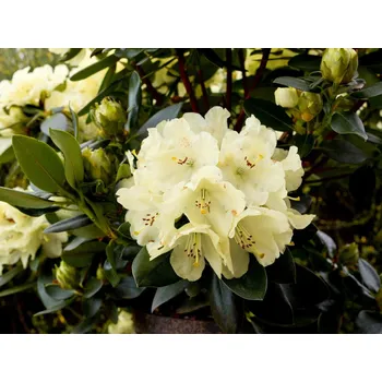 Sazenice Rododendron 'Goldkrone' Balení: kontejner p9