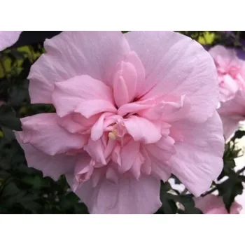 Sazenice Ibišek syrský Pink Chiffon 'Jwnwood4' Balení: kontejner p9