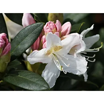 Sazenice Rododendron 'Catawbiense Album' Balení: kontejner p9
