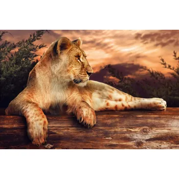 Fototapeta DIMEX | Vliesová fototapeta Lvice při západu slunce MS-5-0563 | 375 x 250 cm| béžová, oranžová, hnědá + Vliesová fototapeta na stěnu DIMEX Lvice při západu slunce MS50563 v rozměru 375 x 250 cm + lepidlo zdarma