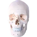 Deren Scientific Lebka číslovaná