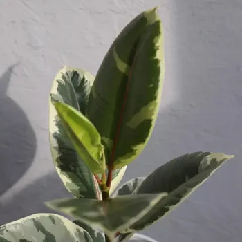 Sazenice Ficus Elastica Tineke