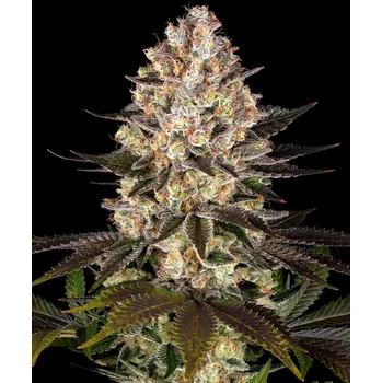 Semeno Barney's Farm Hindu Kush Balení: 3ks