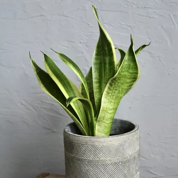 Sazenice Sansevieria Tchynin jazyk Trifasciata Futura Superba
