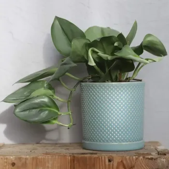 Sazenice Scindapsus Treubii Moonlight