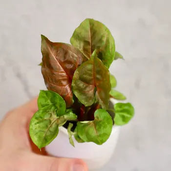 Sazenice Syngonium Bronze Maria baby