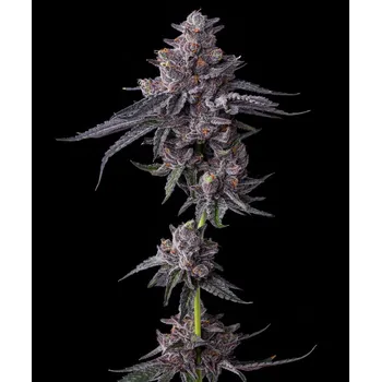 Semeno Barney's Farm Zillions Balení: 1ks