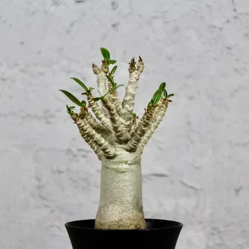 Sazenice Adenium Baobab