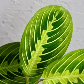 Sazenice Maranta Leuconeura Lemon Lime