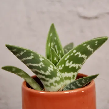 Sazenice Aloe Vera variegata baby