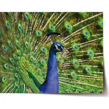 Plakát Sablio Plakát Páv - 90x60 cm