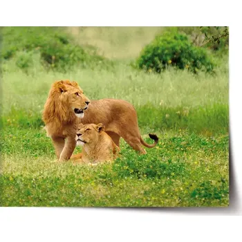 Plakát Sablio Plakát Lev a lvice - 60x40 cm
