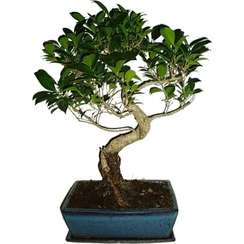 Sazenice Ficus retusa - fíkovník - bonsai 244