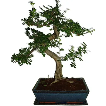 Sazenice Zelkova 245 - pokojové bonsaje