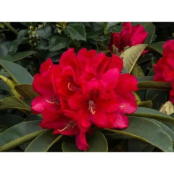 Sazenice Rododendron 'Brisanz' Balení: kontejner p9