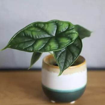 Sazenice Alocasia Dragon Scale baby