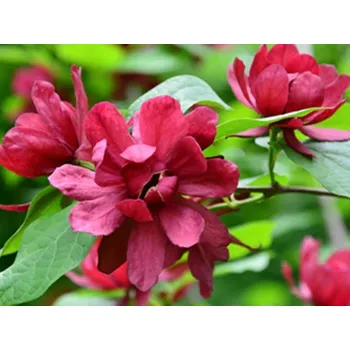 Sazenice Sazaník Raulstonův 'Hartlage Wine' Balení: kontejner C4