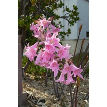 Semeno Amarylis belladonna 'Pink' 1 ks