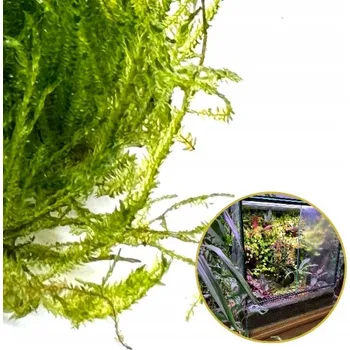 umělá květina Živý mech InVitro Přírodní živý mech TAXIPHYLLUM Spiky Moss