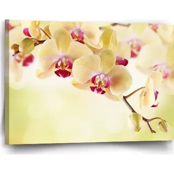 Obraz Sablio Obraz Orchidej 2 - 60x40 cm