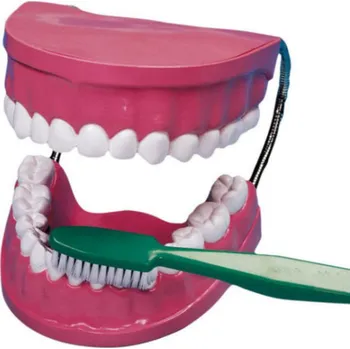 Dentální hygiena Betzold Model zubní náhrady