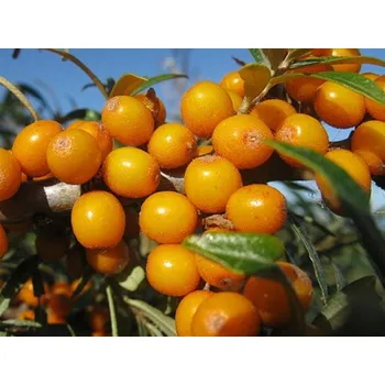 Sazenice Rakytník řešetlákový 'Friesdorfer Orange' Balení: kontejner p9