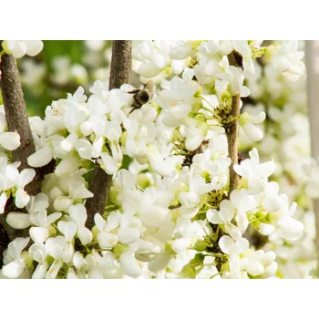 Sazenice Zmarlika čínská 'Shirobana' Balení: kontejner C4