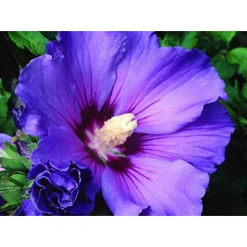 Sazenice Ibišek syrský 'Oiseau Bleu' Balení: kontejner p9