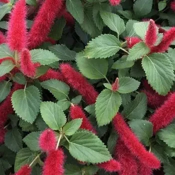 Pálenice (Acalypha Hispida) - 172
