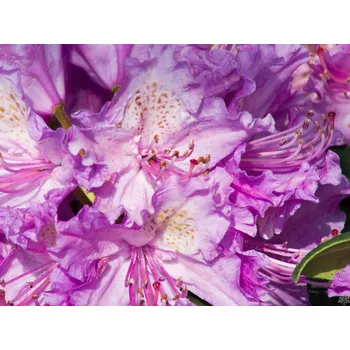 Sazenice Rododendron 'Alfred' Balení: kontejner p9