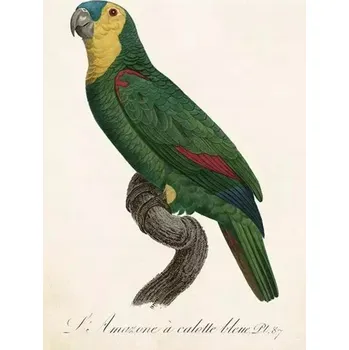 Obálka Přání ST452 B6 + obálka Papoušek