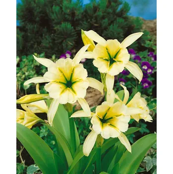 Semeno Ismene 'Sulphur Queen' 1 ks