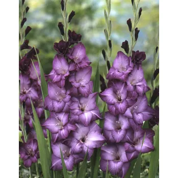 Semeno Mečík 'Blue isle' 5 ks Velikost cibulí: 8/10