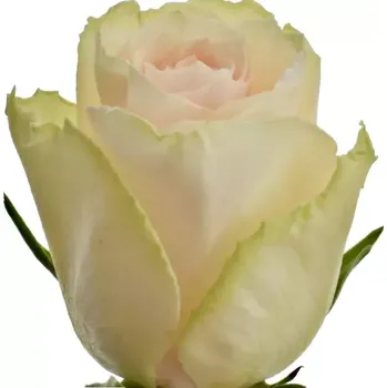 umělá květina Krémová růže HIGH & BRIDAL 80cm (XL)