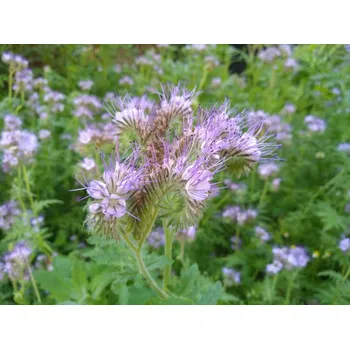 Semeno Chov čmeláků.cz Svazenka vratičolistá 50 g