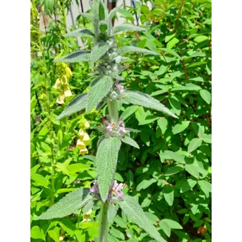 Hnízdní budka Čistec německý