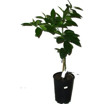 Sazenice Citrus roubovaný akční mix 2. jakost