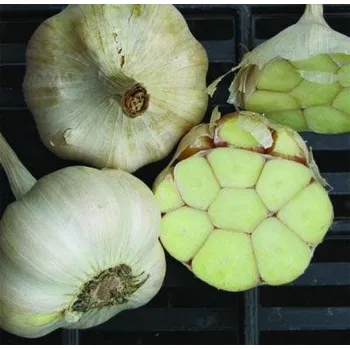 Semeno ČESNEK SADBOVÝ NEPALIČÁK - ŠTĚPÁN - 600 g - česká certifikovaná sadba