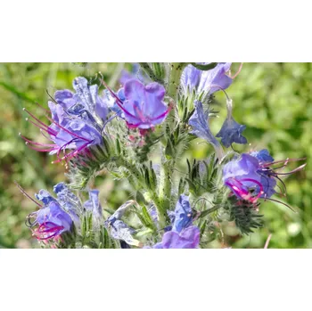 Hnízdní budka Hadinec obecný