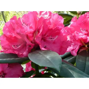 Sazenice Rododendron 'Andantino' Balení: kontejner p9