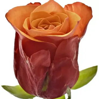 umělá květina Oranžová růže ESPANA@ 50cm (M)