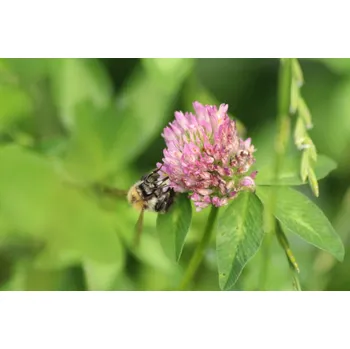 Hnízdní budka Jetel luční přírodní - semena