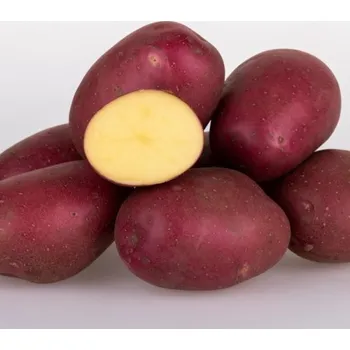 Semeno Sadbové brambory Camel Balení: 25kg