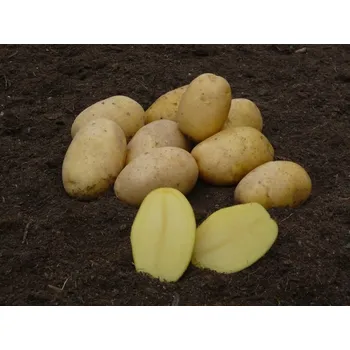 Semeno Sadbové brambory Impala Balení: 10kg