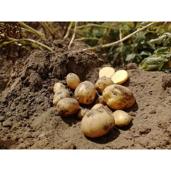 Semeno Sadbové brambory COLOMBA Balení: 10kg