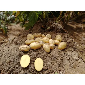 Sazenice Sadbové brambory Bernina Balení: 25kg