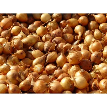 Sazenice Cibule sazečka - Sturon kg